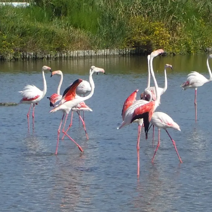 flammad rose au parc ornithologique de pont-de-gau dans les bouches du rhône