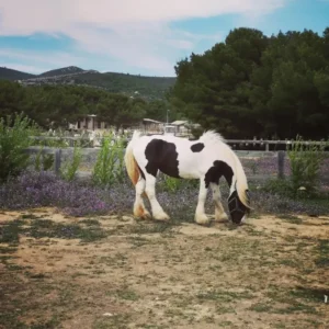 balade à cheval et en poney à marseille dans les bouches du rhône