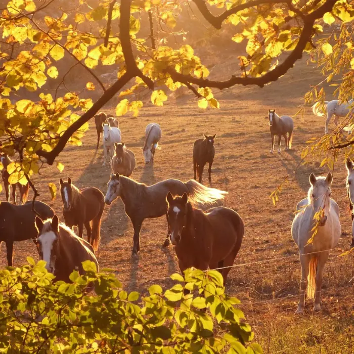 randonnée équestre Verdon les chevaux du Verdon