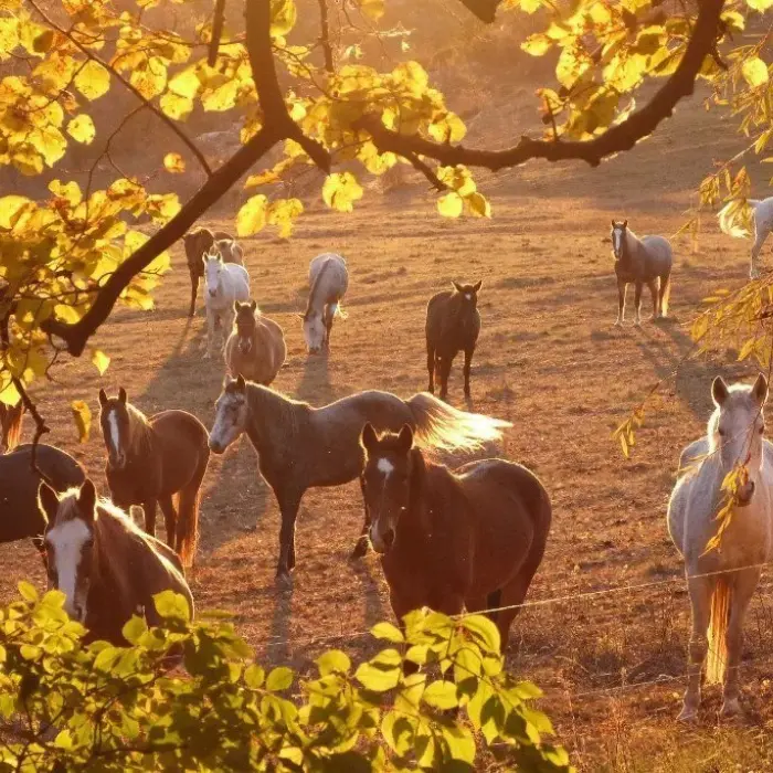 Balade à cheval dans le Verdon