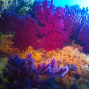 plongée sous marine issambres scuba school