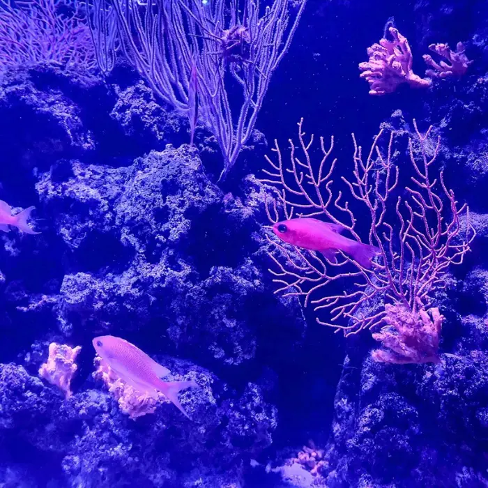 posidonia muée fond marin antibes