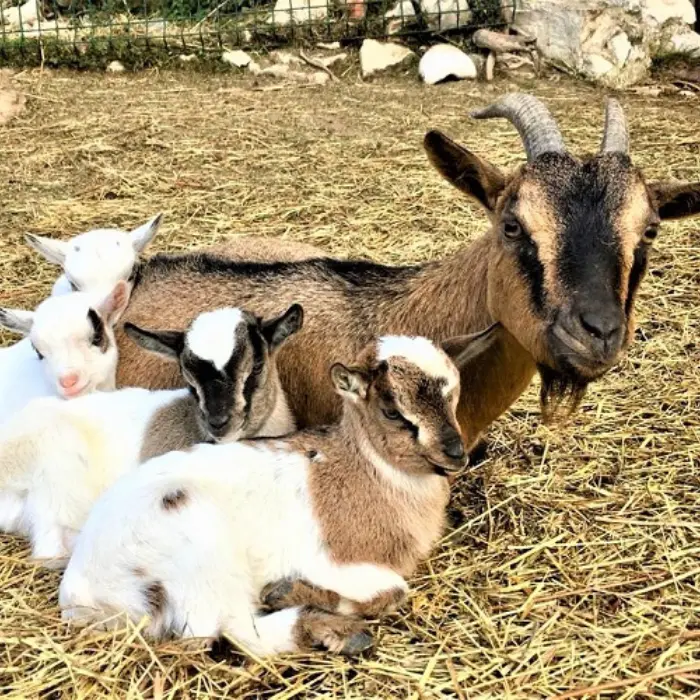 Ferme Pédagogique Domaine de la Tour